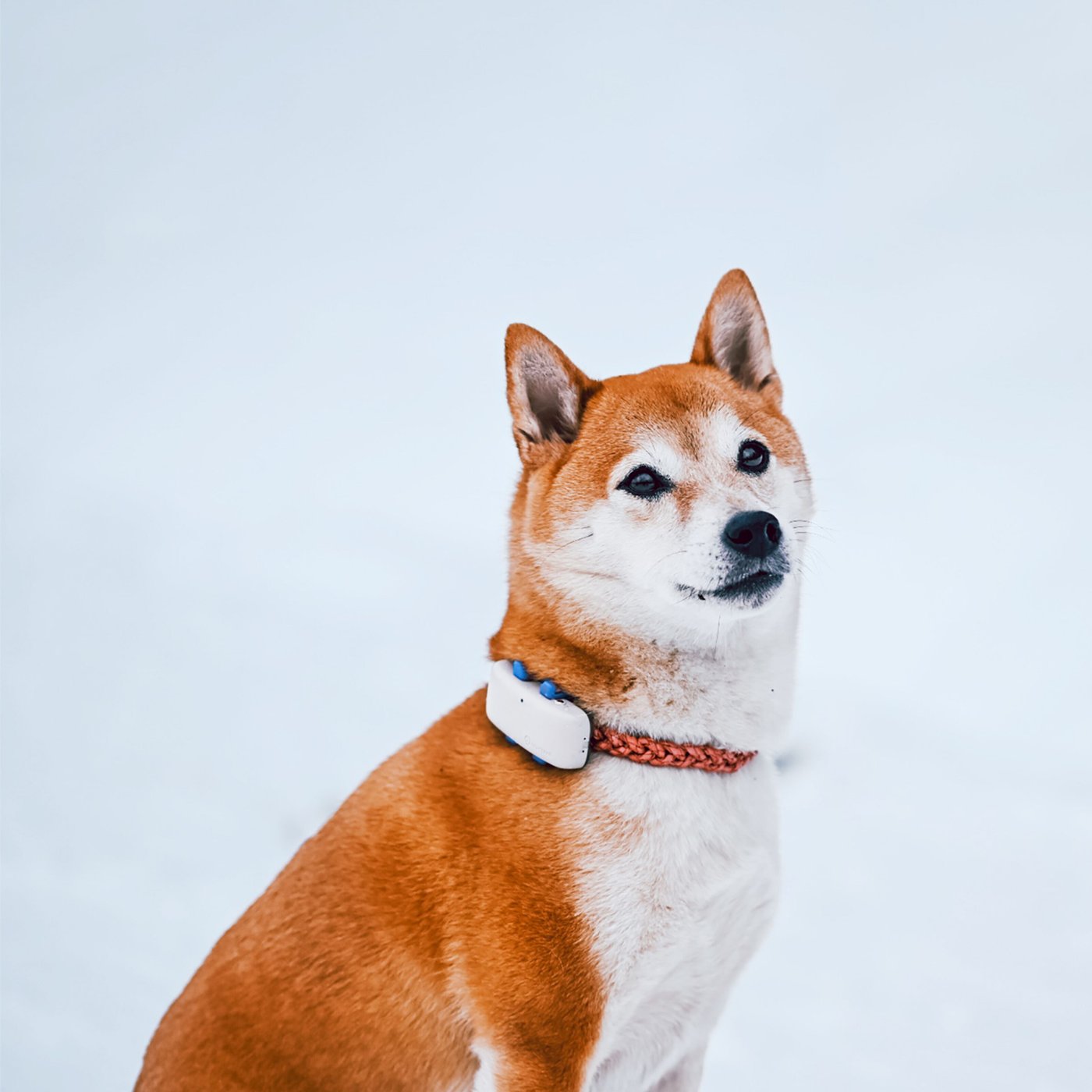 Tractive GPS DOG 4 Hund-GPS och aktivitetsspårning