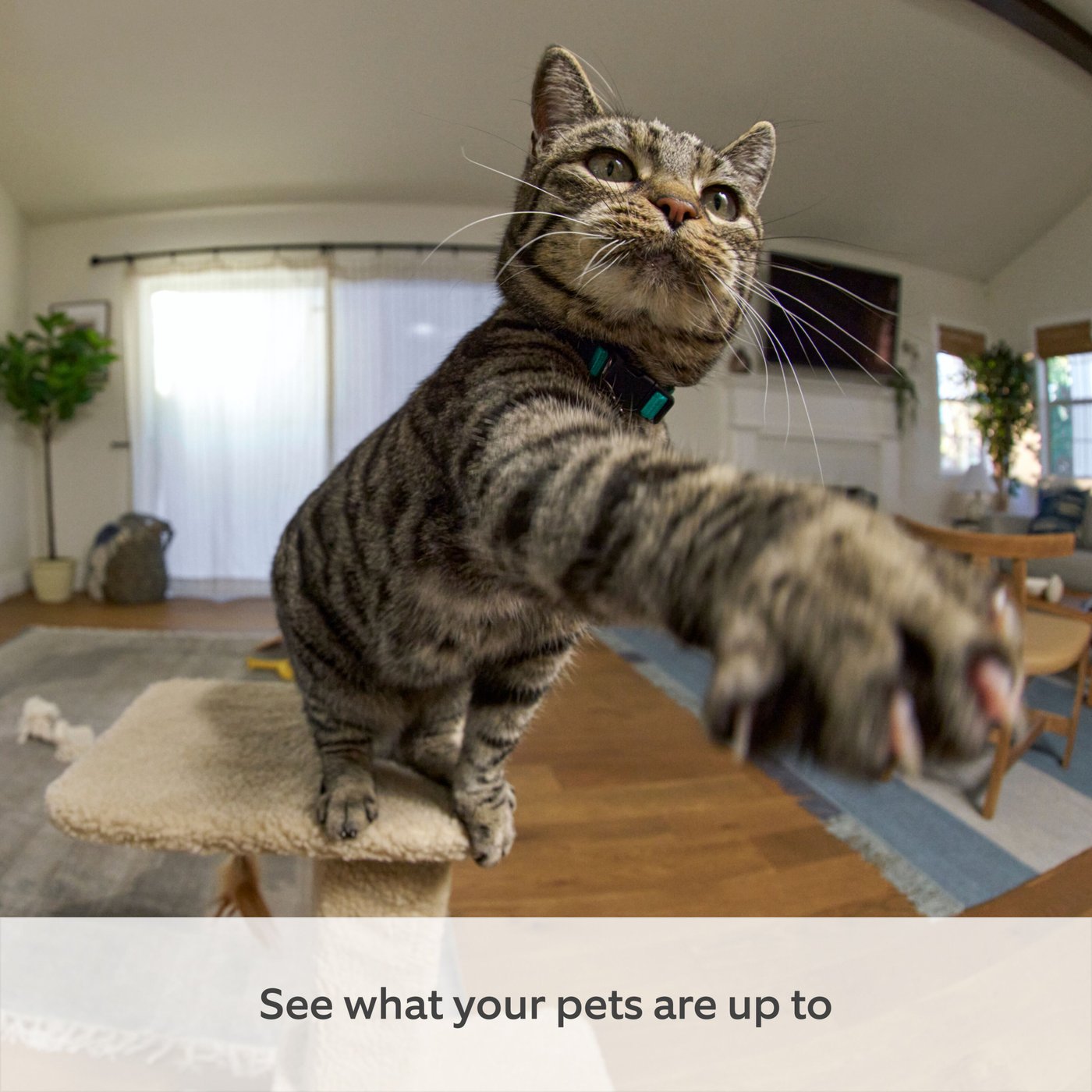 Ring Pan-Tilt Indoor Camera Svart