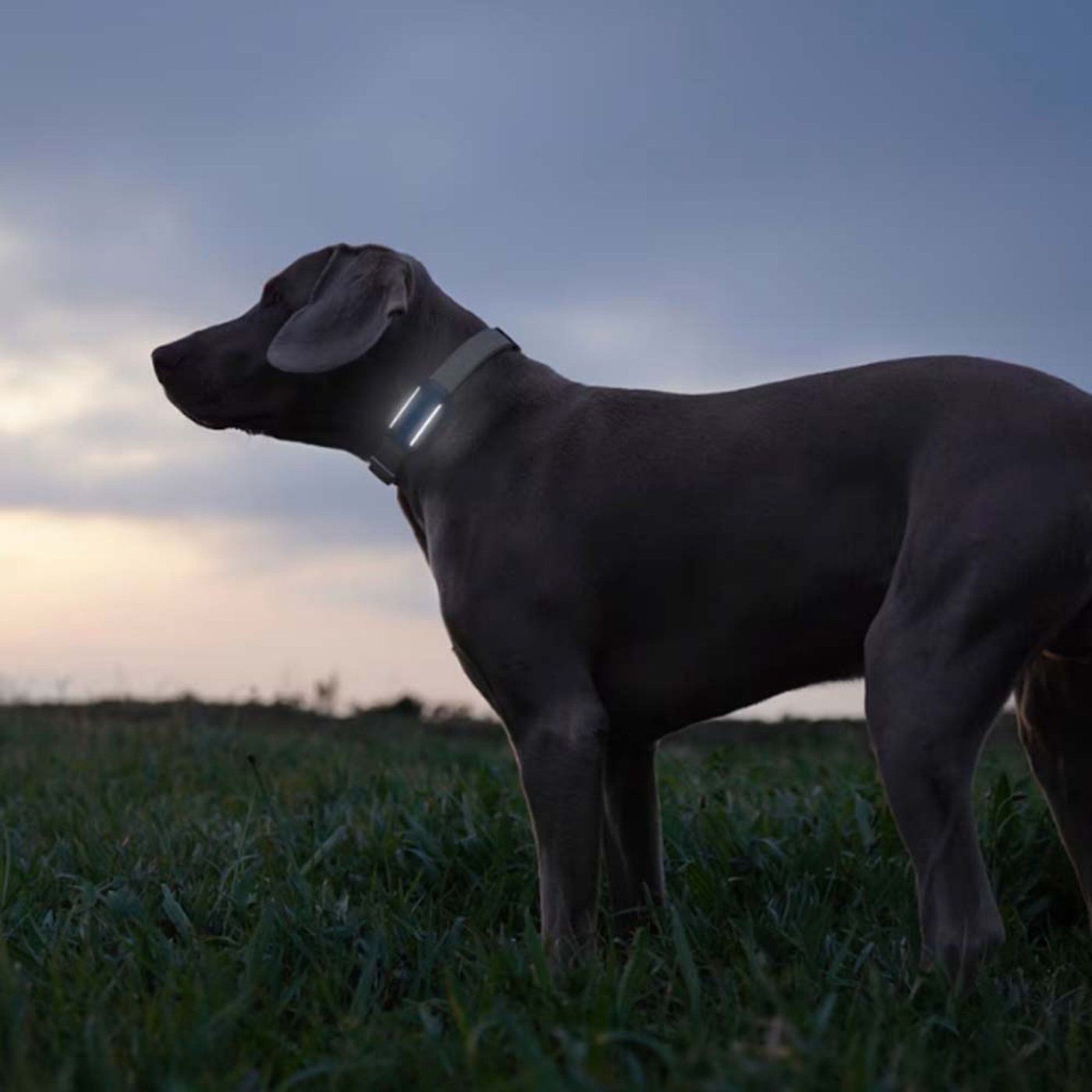 Tractive DOG 6 – Hund-GPS med hälsospårning