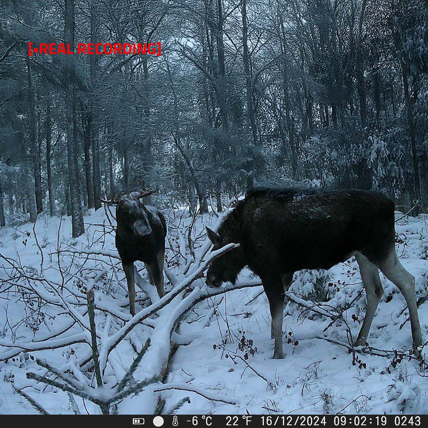 Nedis Ultra HD viltkamera