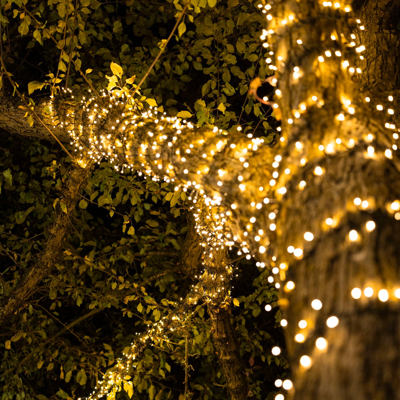 Lyslenke 2000 LED 40 m (klar)