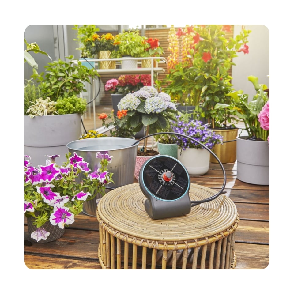 Vattna växterna.jpg