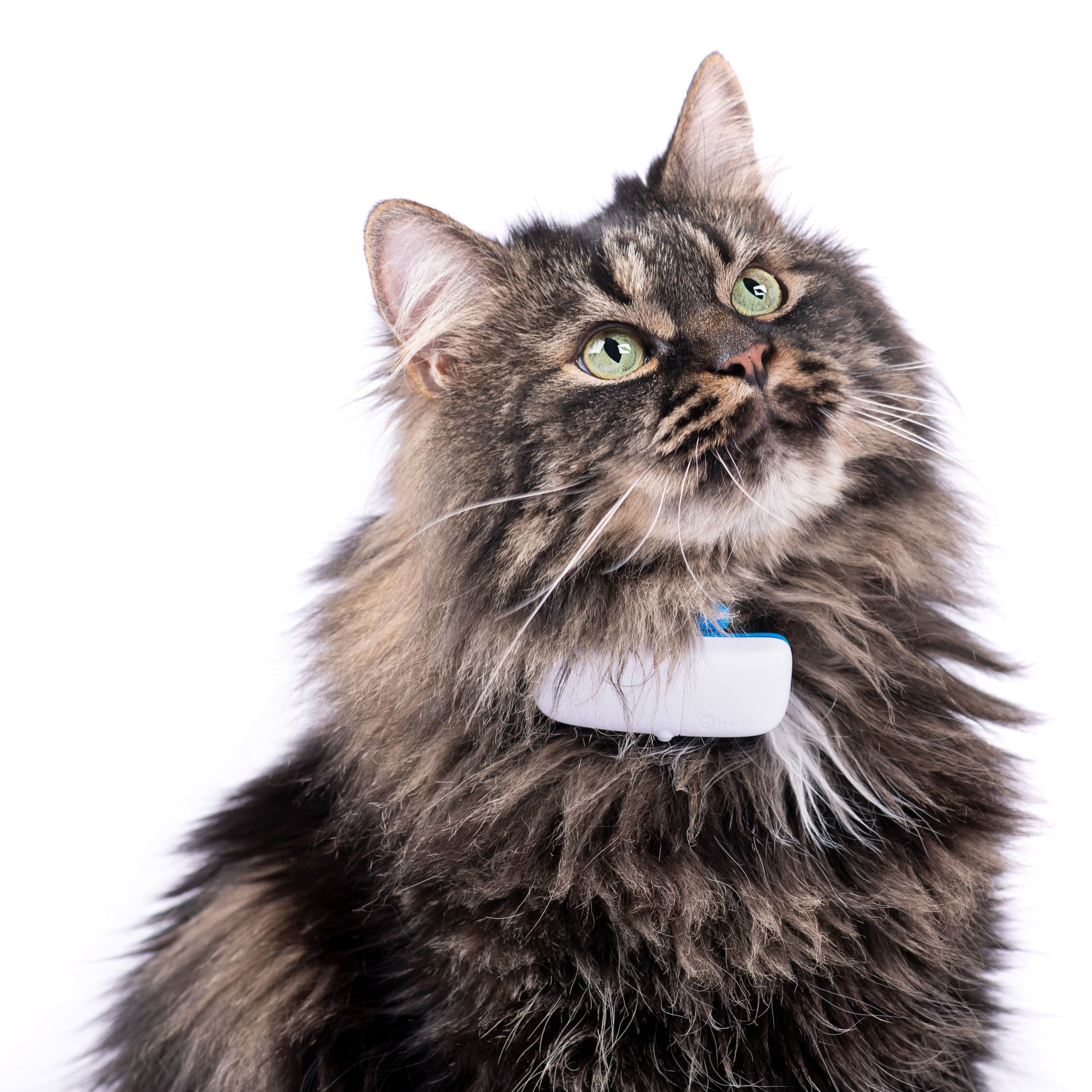 Tractive IKATI GPS-tracker för katt