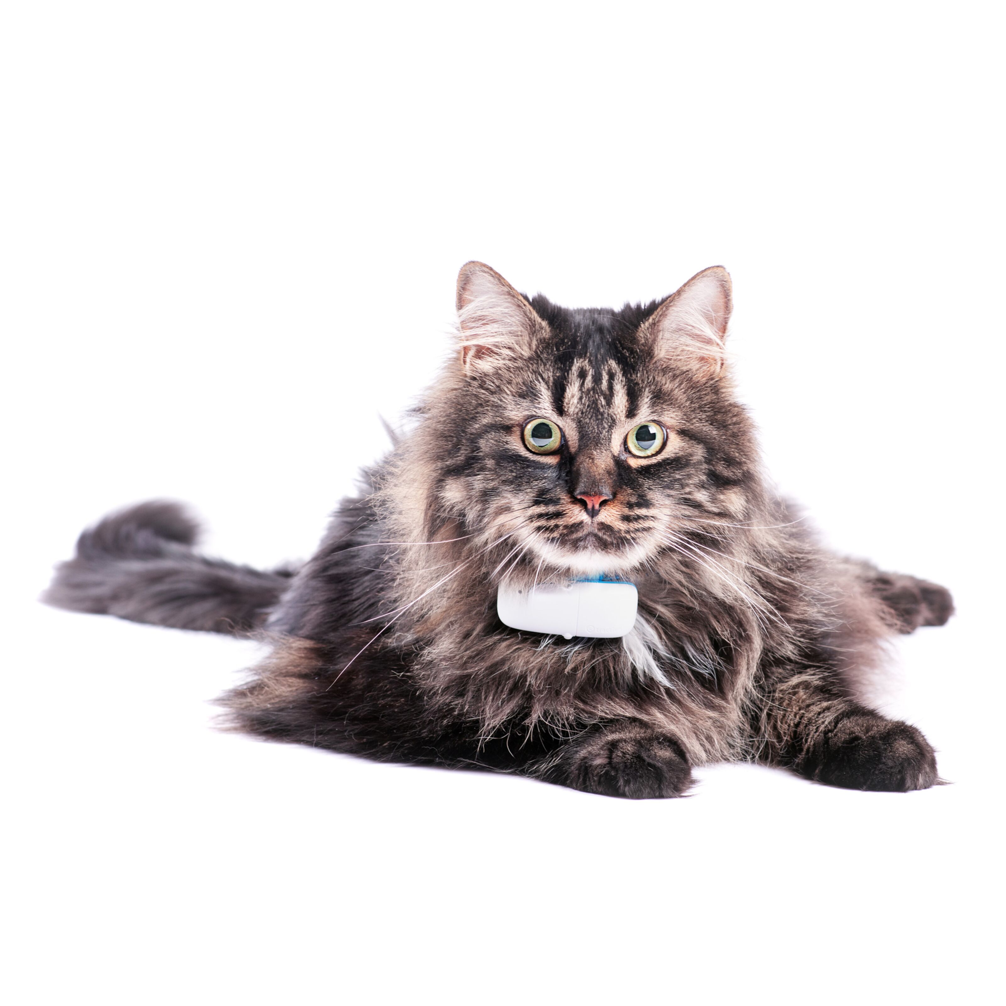 Tractive IKATI GPS-tracker för katt