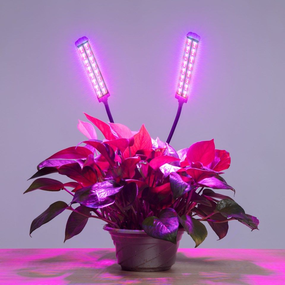 Luxorparts LED-växtlampa med klämma